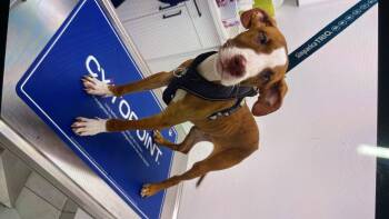 Truffle -  Catahoula Leopard Dog Dog for Adoption in Clarksburg, Ontario - Truffle | PetCurious