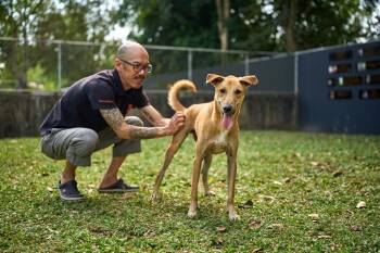Fakthong -  Retriever and Mixed Breed Dog for Adoption in North Reading, Massachusetts - Fakthong | PetCurious