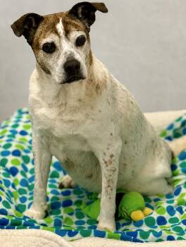 Roxanne 2496 -  Mixed Breed Dog for Adoption in Boca Raton, Florida - Roxanne 2496 | PetCurious