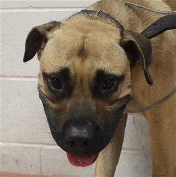 JET -  Mixed Breed Dog for Adoption in Columbia, South Carolina - JET | PetCurious