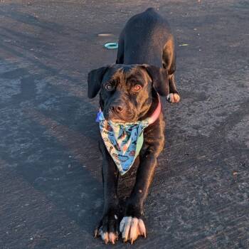 Labrador Retriever Dogs Available for Adoption - Vesper | PetCurious