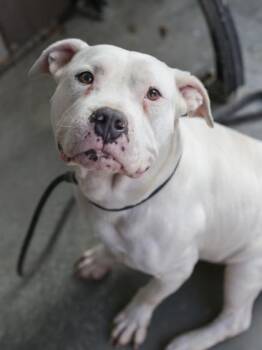 Mixed Breed Dogs Available for Adoption in Chamblee, Georgia - Malley | PetCurious