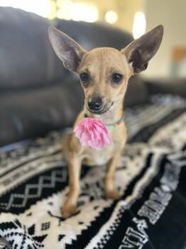 Chihuahua Dogs Available for Adoption - Bambi  | PetCurious