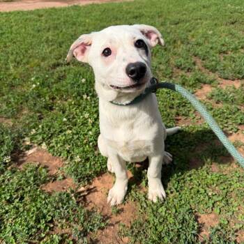 Summer -  Shepherd and Pit Bull Terrier Dog Available for Adoption in Stillwater, Oklahoma - Summer | PetCurious