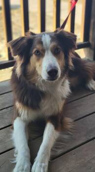 Australian Shepherd Dogs Available for Adoption in Elk River, Minnesota - Otto | PetCurious