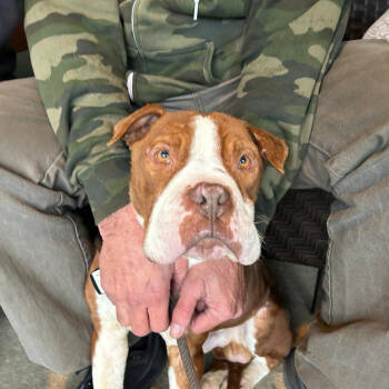 Rescue Pit Bull Terrier Dogs for Adoption in Ramona, California - Herb | PetCurious