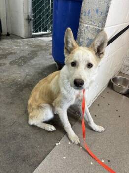LOGAN -  German Shepherd Dog Dog for Adoption in San Bernardino, California - LOGAN | PetCurious