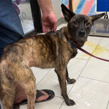 Bear -  Mixed Breed Dog for Adoption in Lufkin, Texas - Bear | PetCurious