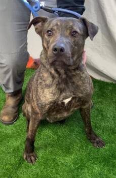 Rescue Plott Hound and American Staffordshire Terrier Dogs for Adoption in Chester, South Carolina - MYERS | PetCurious