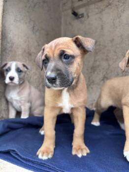 Belgian Shepherd Malinois and Mixed Breed Dogs Available for Adoption in Oklahoma City, Oklahoma - A473960 | PetCurious