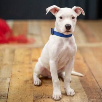Rescue Pit Bull Terrier Dogs for Adoption in East St. Louis, Illinois - Tallow | PetCurious