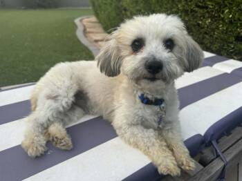 Perry -  Maltese Dog for Adoption in Mesa, Arizona - Perry | PetCurious