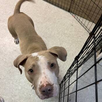 Sunny -  Pit Bull Terrier Dog for Adoption in Austin, Texas - Sunny | PetCurious