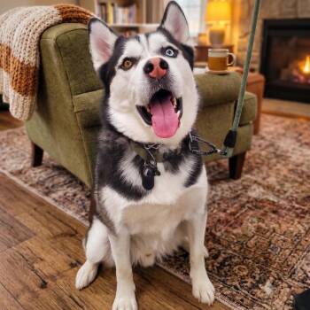 Akimbo -  Siberian Husky Dog for Adoption in Maple Shade, New Jersey - Akimbo | PetCurious