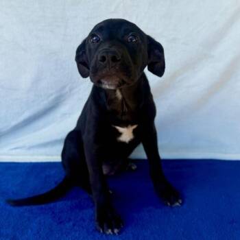 Mash -  Black Labrador Retriever Dog for Adoption in Carencro, Louisiana - Mash | PetCurious