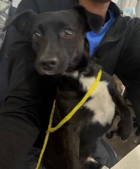 Rescue Mixed Breed Dogs for Adoption in Dallas, Texas - NEPTUNE | PetCurious