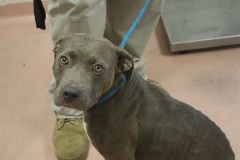 VELMA -  Mixed Breed Dog for Adoption in Columbia, South Carolina - VELMA | PetCurious