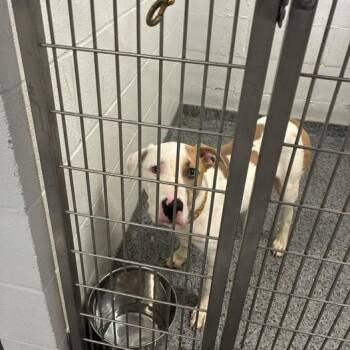 Mixed Breed Dogs Available for Adoption in Jeffersonville, Indiana - Deuce | PetCurious