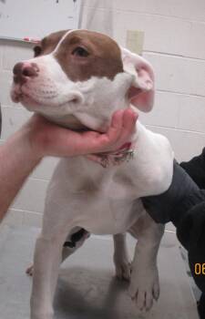 (302) -  Hound Dog for Adoption in Marietta, Georgia - (302) | PetCurious