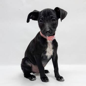 689 (2026) Winston -  Chihuahua and Mixed Breed Dog for Adoption in Parker, Colorado - 689 (2026) Winston | PetCurious