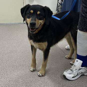 Australian Shepherd and Labrador Retriever Dogs Available for Adoption in Reno, Nevada - Cooper | PetCurious
