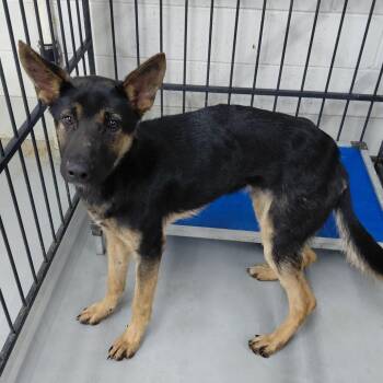 German Shepherd Dog Dogs Available for Adoption - Rock | PetCurious