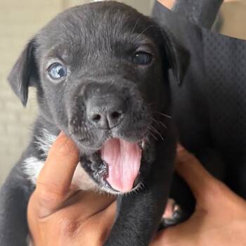 Rescue Black Labrador Retriever Dogs for Adoption in Aledo, Texas - Sesame | PetCurious