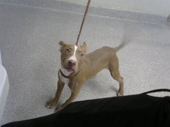 A186195 -  Pit Bull Terrier and Mixed Breed Dog for Adoption in Pasadena, Texas - A186195 | PetCurious