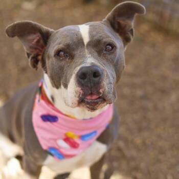 OLIVE -  American Staffordshire Terrier Dog for Adoption in San Antonio, Texas - OLIVE | PetCurious