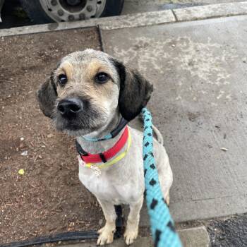 Goldendoodle Dogs Available for Adoption in Palisades Park, New Jersey - Mabel | PetCurious