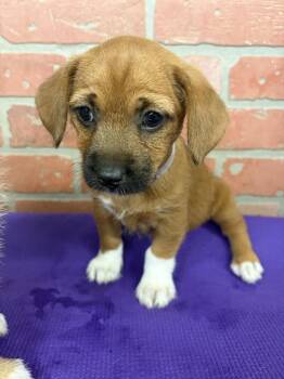 A2084052 -  Chihuahua and Mixed Breed Dog for Adoption in Houston, Texas - A2084052 | PetCurious