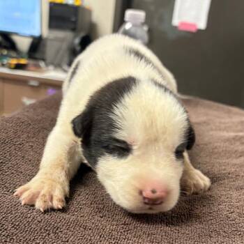 Cheerio -  Husky Dog for Adoption in Yuma, Arizona - Cheerio | PetCurious