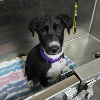 Olive -  Labrador Retriever Dog for Adoption in Austin, Arkansas - Olive | PetCurious