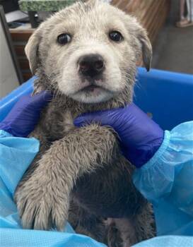 Mixed Breed Dogs Available for Adoption - FRANCINE | PetCurious