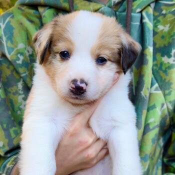 CT Maze avail Oct 24 (Scarecrow Festival- Somers, CT) -  Australian Shepherd Dog for Adoption in Stormville, New York - CT Maze Avail Oct 24 (Scarecrow Festival- Somers, CT) | PetCurious