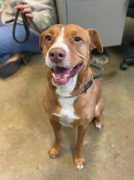 Pit Bull Terrier Dogs Available for Adoption - Piggy | PetCurious