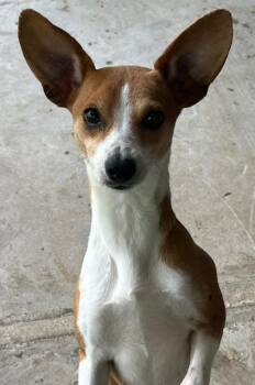 Rat Terrier and Chihuahua Dogs Available for Adoption in Manchester, Tennessee - Princess | PetCurious