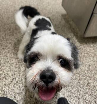Niki -  Shih Tzu and Mixed Breed Dog for Adoption in Westland, Michigan - Niki | PetCurious