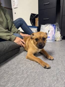 Skittles -  Pug Dog for Adoption in Las Vegas, New Mexico - Skittles | PetCurious
