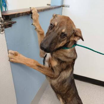 Josephine 26-10-052 -  German Shepherd Dog Dog for Adoption in Bastrop, Texas - Josephine 26-10-052 | PetCurious