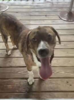 Roadblock -  Hound Dog for Adoption in Cleveland, Tennessee - Roadblock | PetCurious