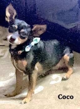 Coco -  Chihuahua and Mixed Breed Dog for Adoption in St. Augustine, Florida - Coco | PetCurious