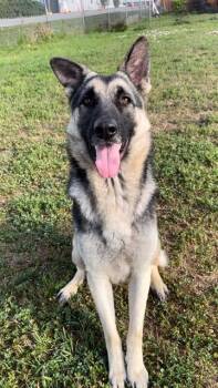 German Shepherd Dog Dogs Available for Adoption in Rosenberg, Texas - HERBERT | PetCurious