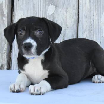 Labrador Retriever and Mixed Breed Dogs Available for Adoption in South Elgin, Illinois - Wilona | PetCurious