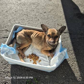 Chihuahua Dogs Available for Adoption - YURI | PetCurious