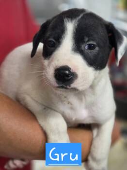 Gru -  Mixed Breed Dog for Adoption in Walthill, Nebraska - Gru | PetCurious