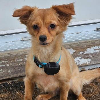 Chihuahua Dogs Available for Adoption in Baldwin, Maryland - Nicky | PetCurious