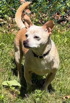 Chihuahua Dogs Available for Adoption in Richboro, Pennsylvania - Chewie | PetCurious