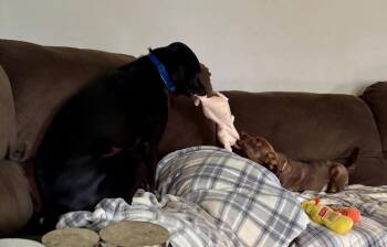 Carolina Dog and Labrador Retriever Dogs Available for Adoption in Syracuse, New York - Seth | PetCurious