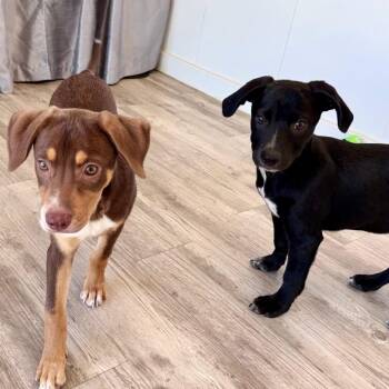 Nash -  Mixed Breed Dog for Adoption in Green Bay, Wisconsin - Nash | PetCurious